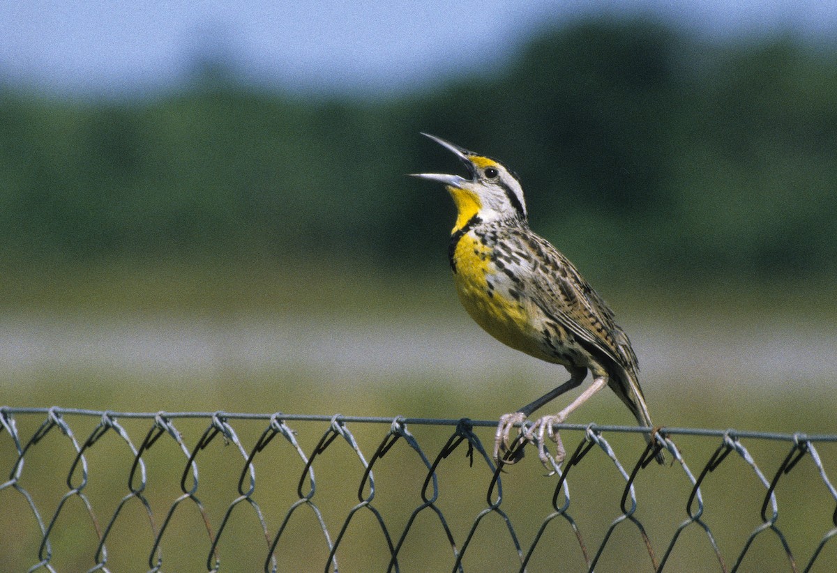 Eastern Meadowlark - ML507717711