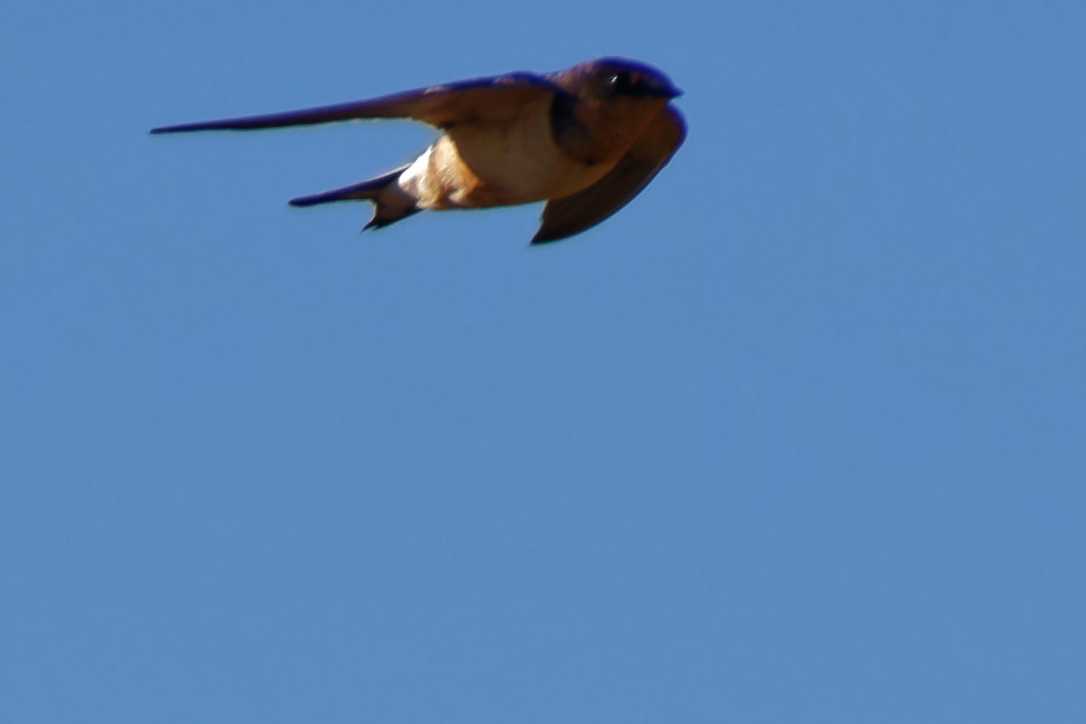 Barn Swallow - ML507718421