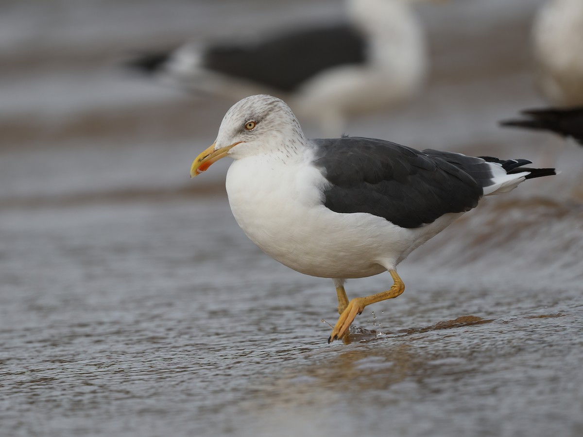 Lesser Black-backed Gull - Manuel Segura Herrero