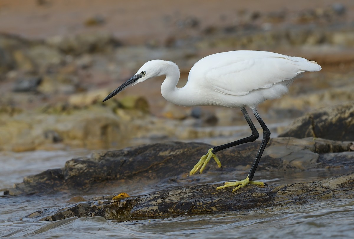 Little Egret - ML507718571