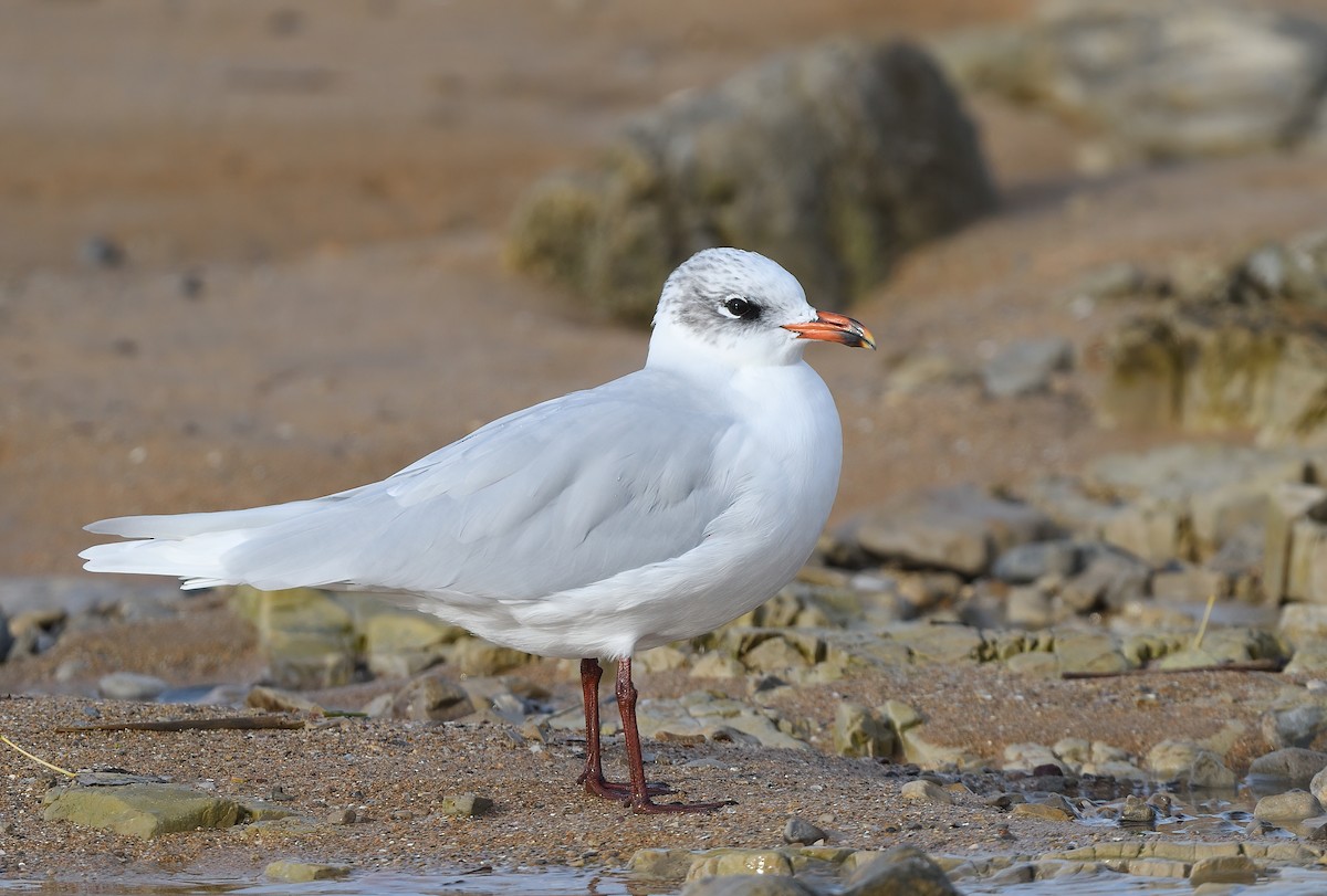 Mediterranean Gull - ML507718611