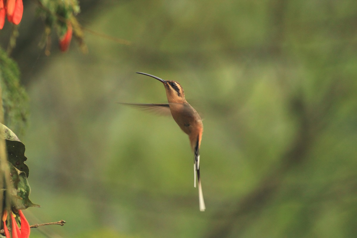 Planalto Hermit - ML507719021