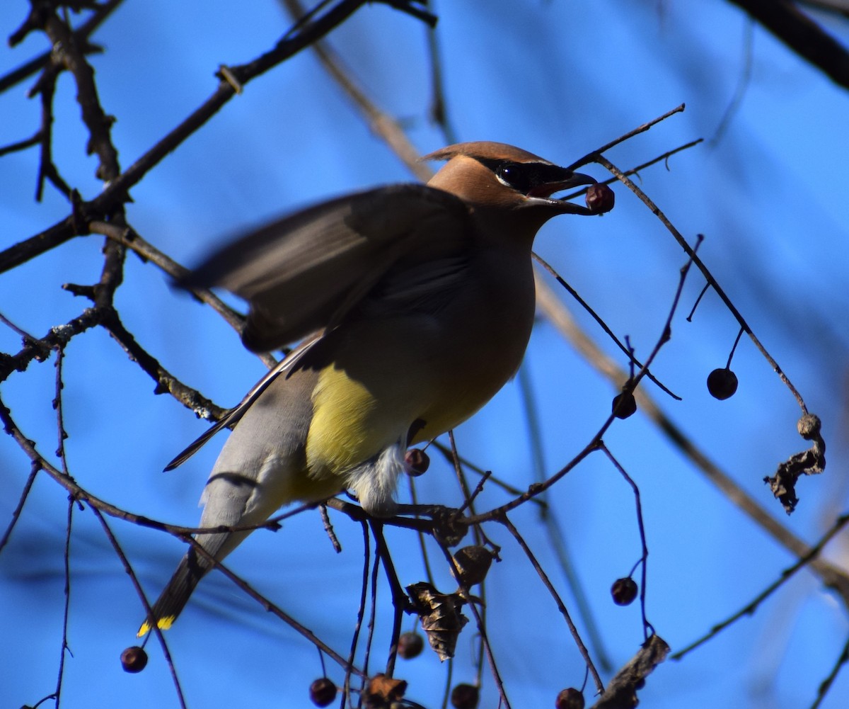 Cedar Waxwing - ML507719231