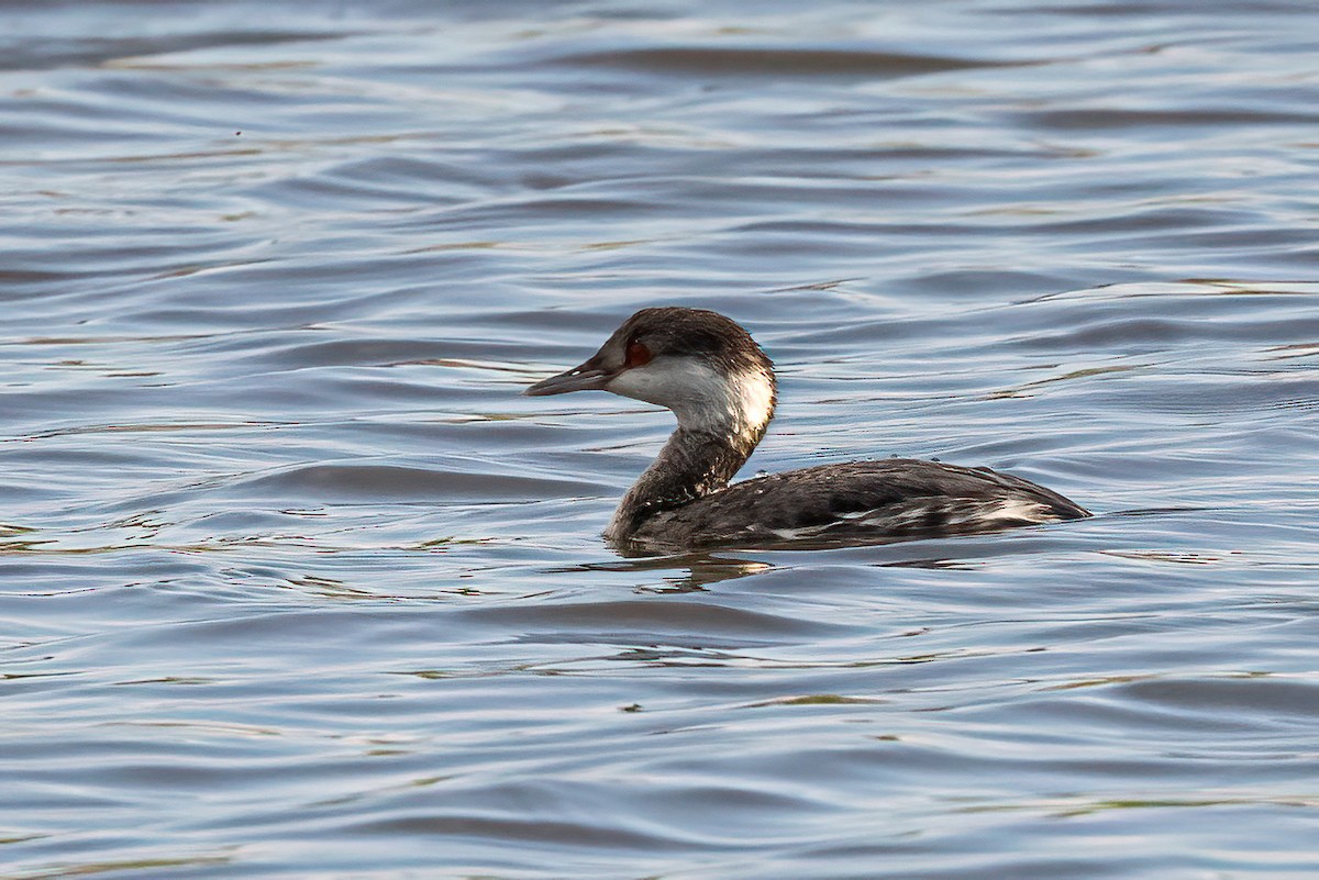 Horned Grebe - ML507719361