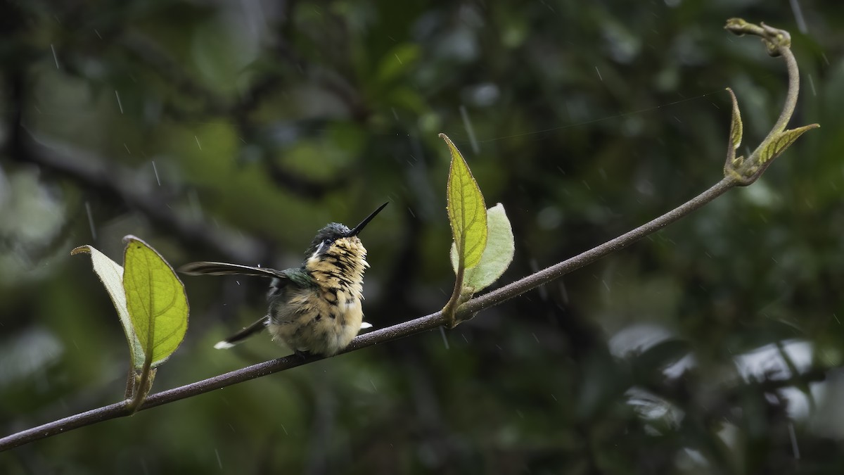 Purple-throated Mountain-gem - Markus Craig