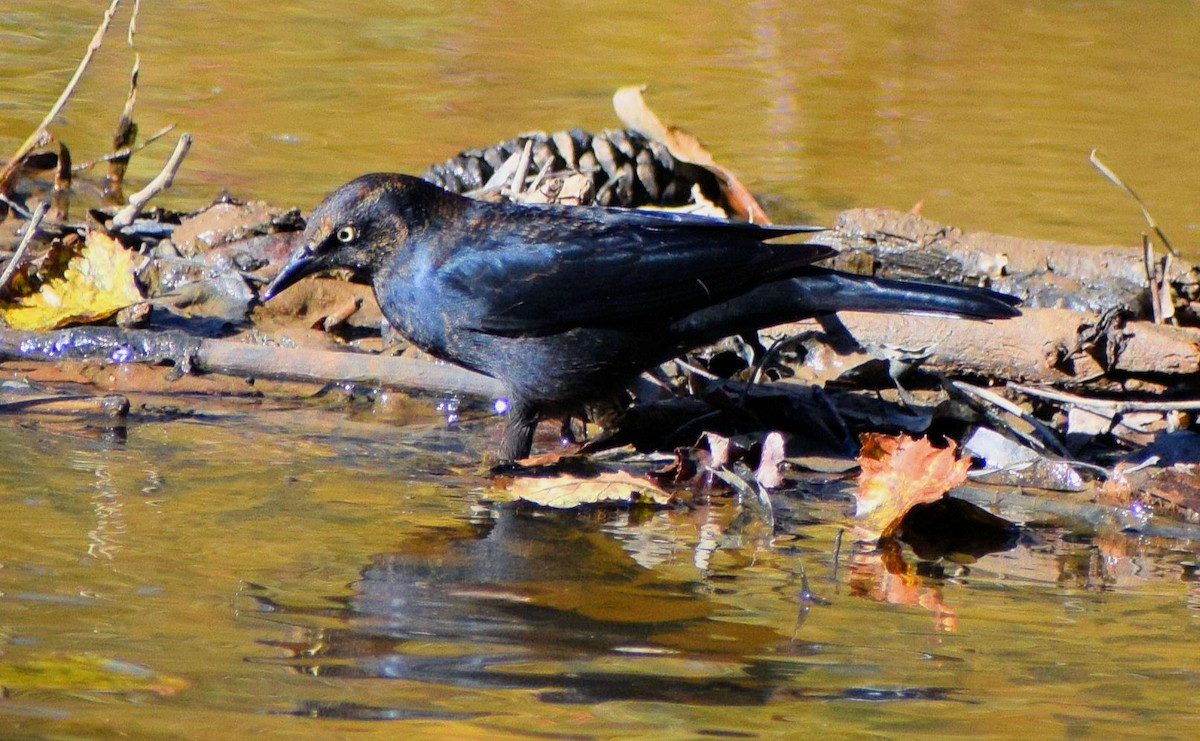 Rusty Blackbird - ML507719691