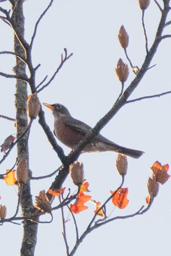 American Robin - ML507719701