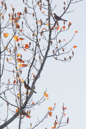 American Robin - ML507719721