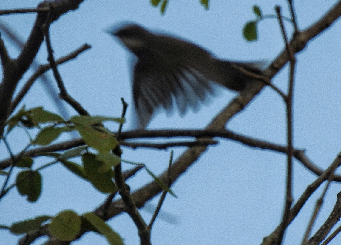 Spot-breasted Fantail - ML507720351