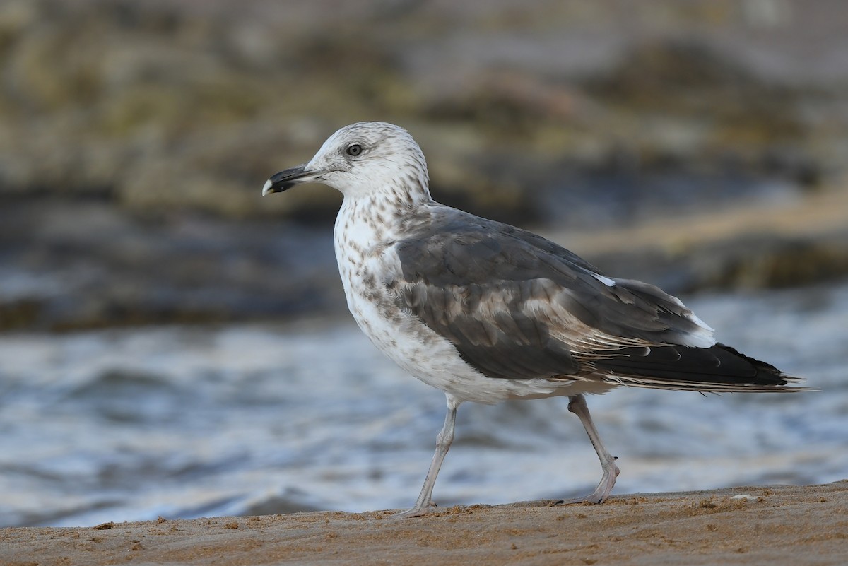 Lesser Black-backed Gull - Manuel Segura Herrero