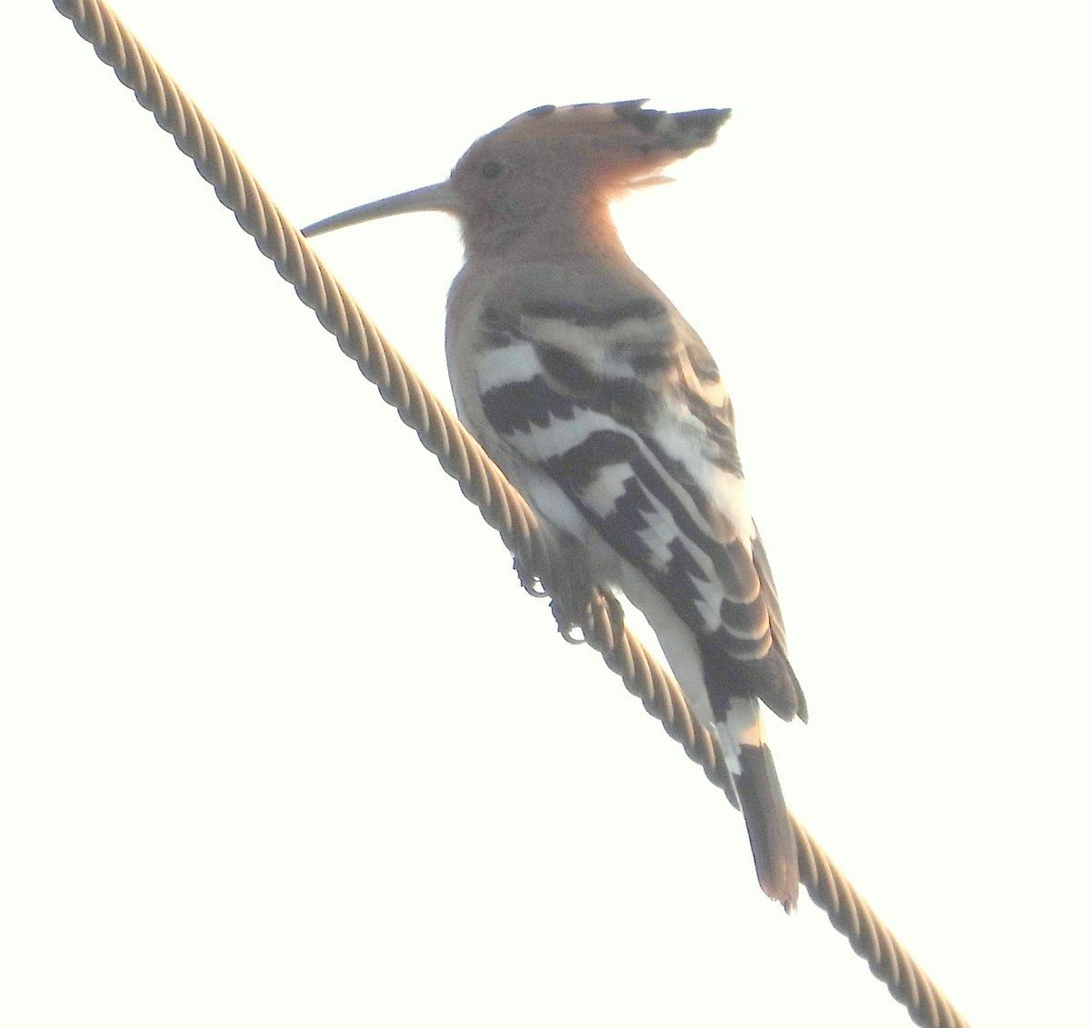 Eurasian Hoopoe - ML507721531