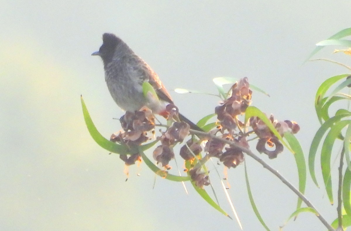 Red-vented Bulbul - ML507721571