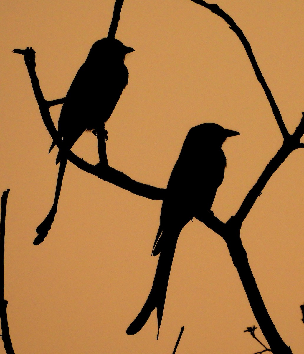 Black Drongo - ML507721591