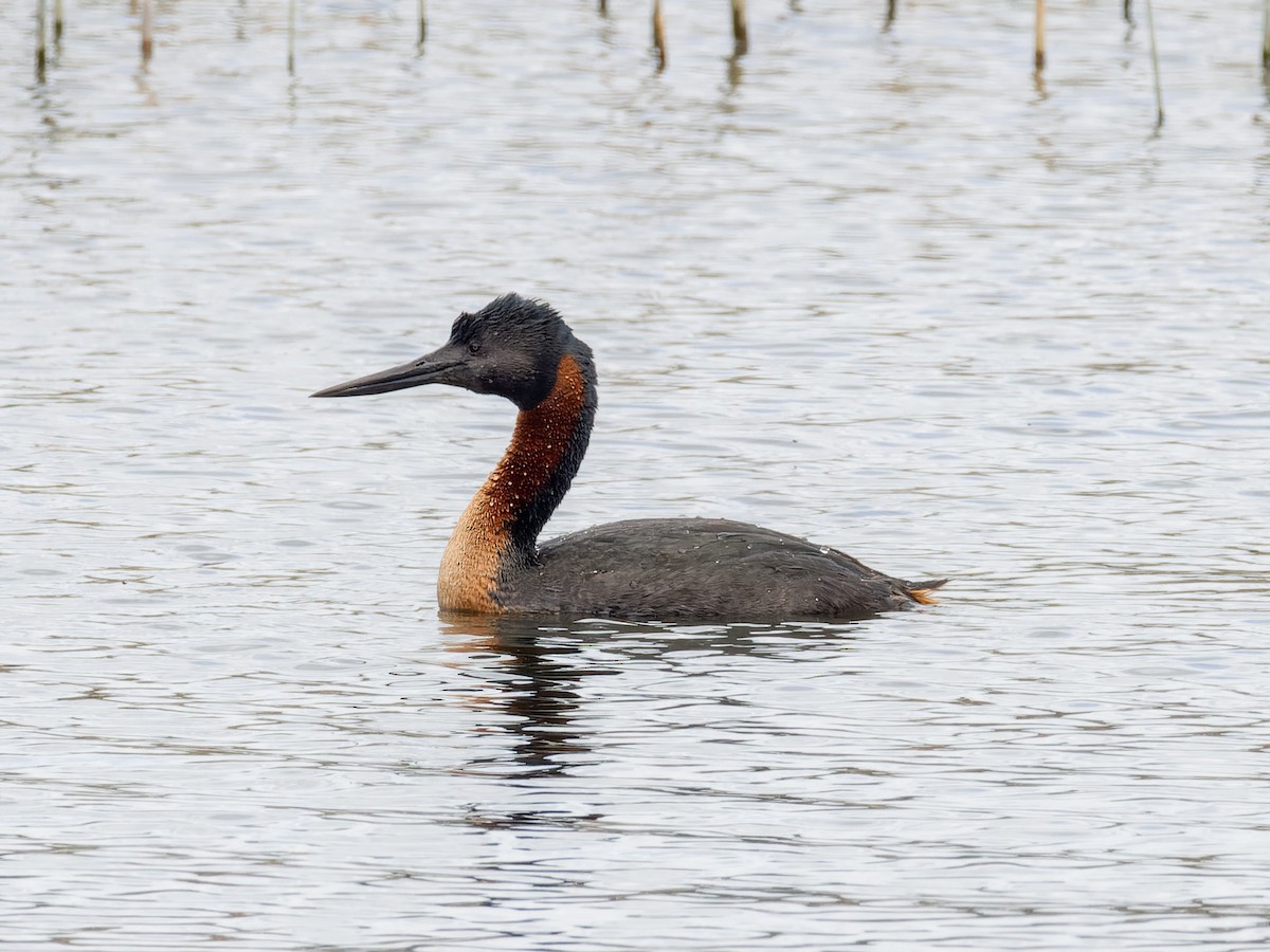 Great Grebe - Peter Kennerley