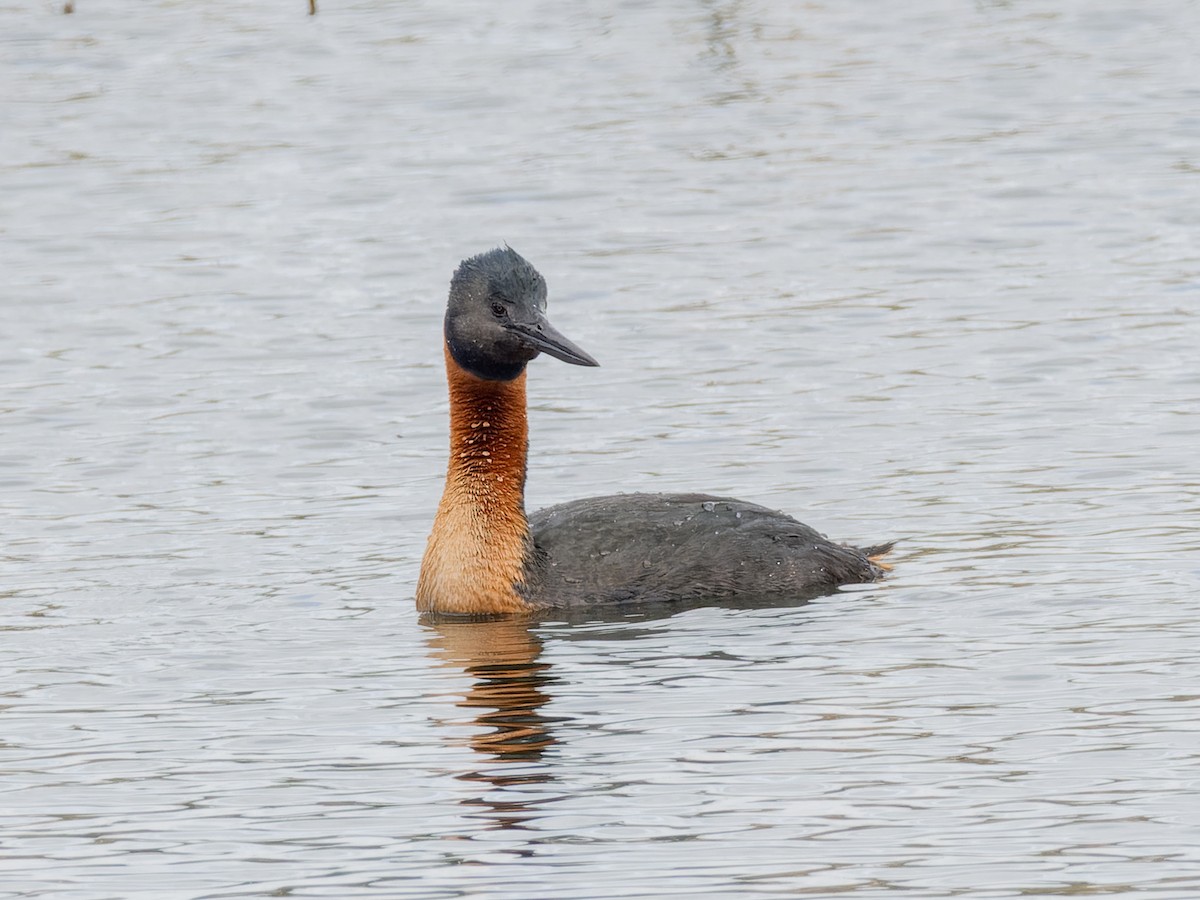 Great Grebe - Peter Kennerley