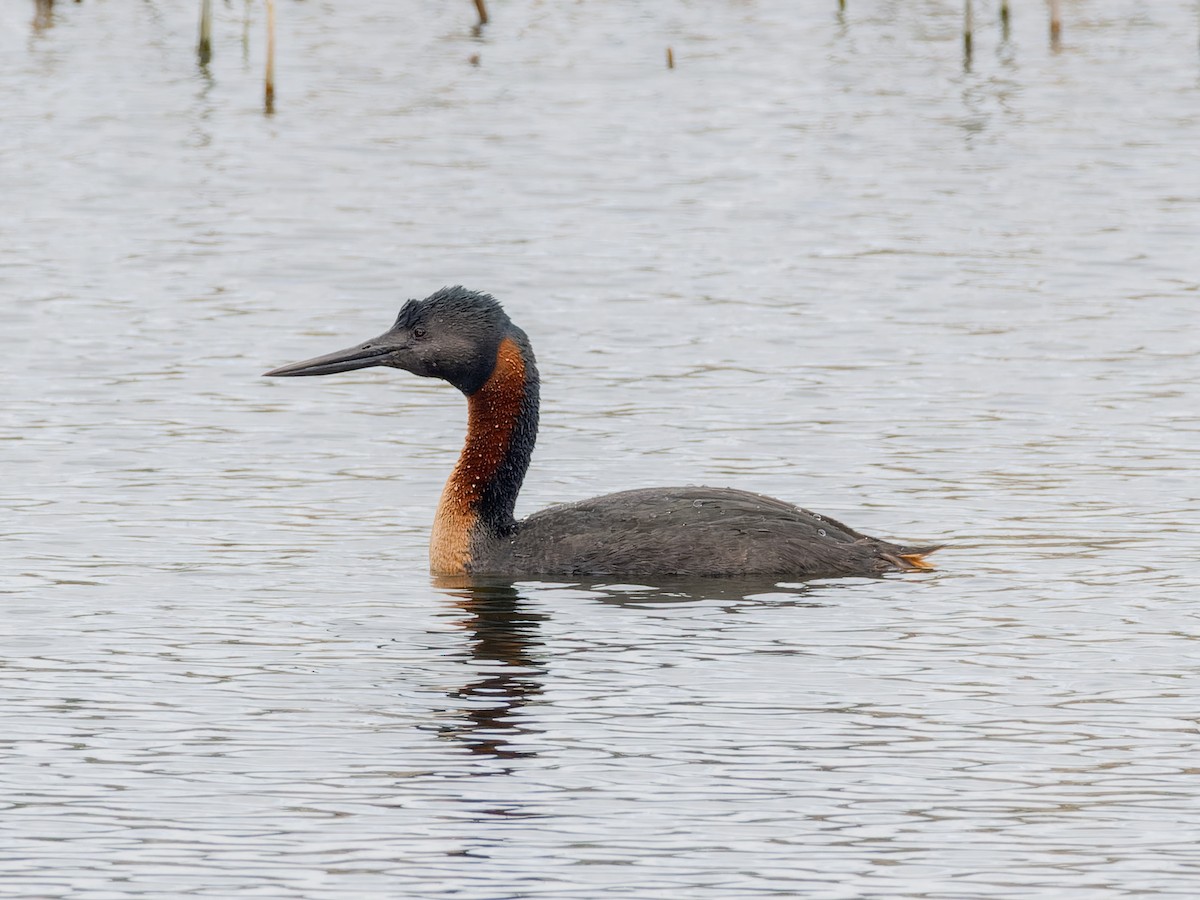 Great Grebe - ML507721671