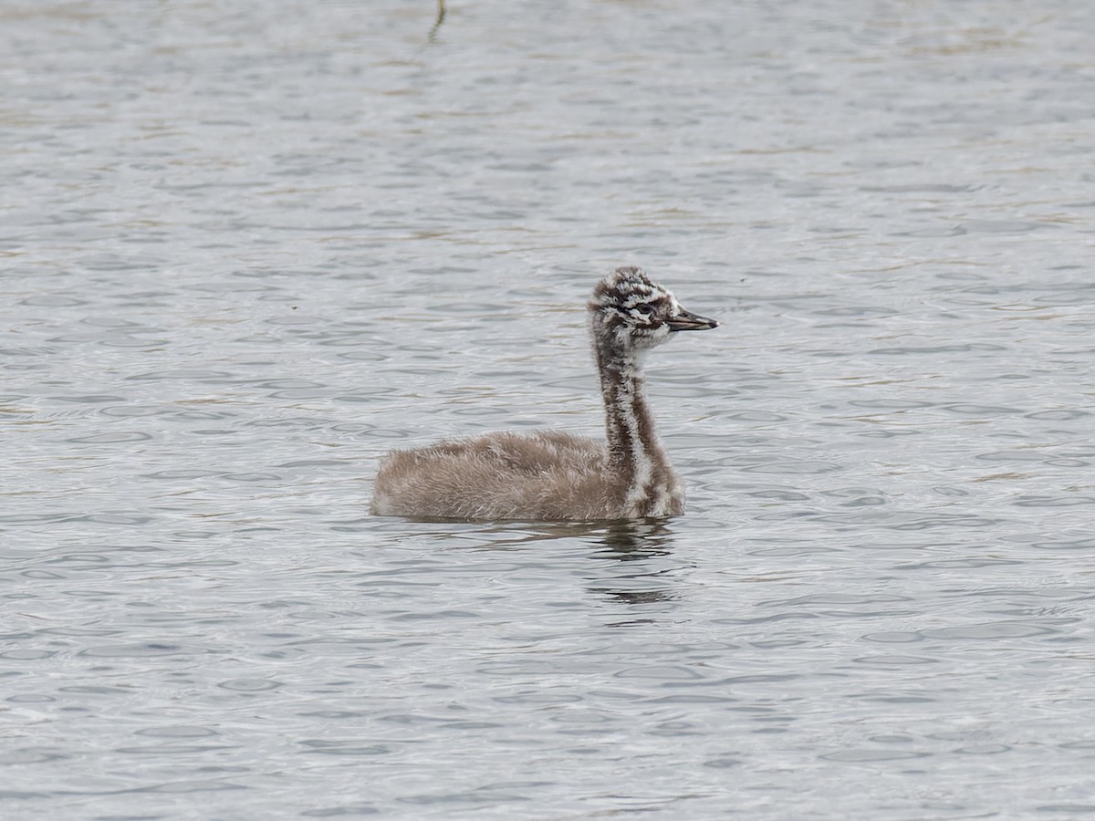 Great Grebe - Peter Kennerley