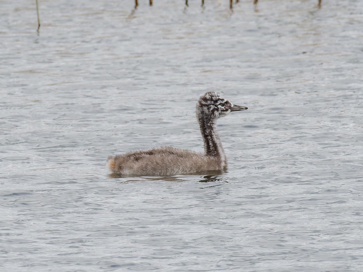 Great Grebe - Peter Kennerley