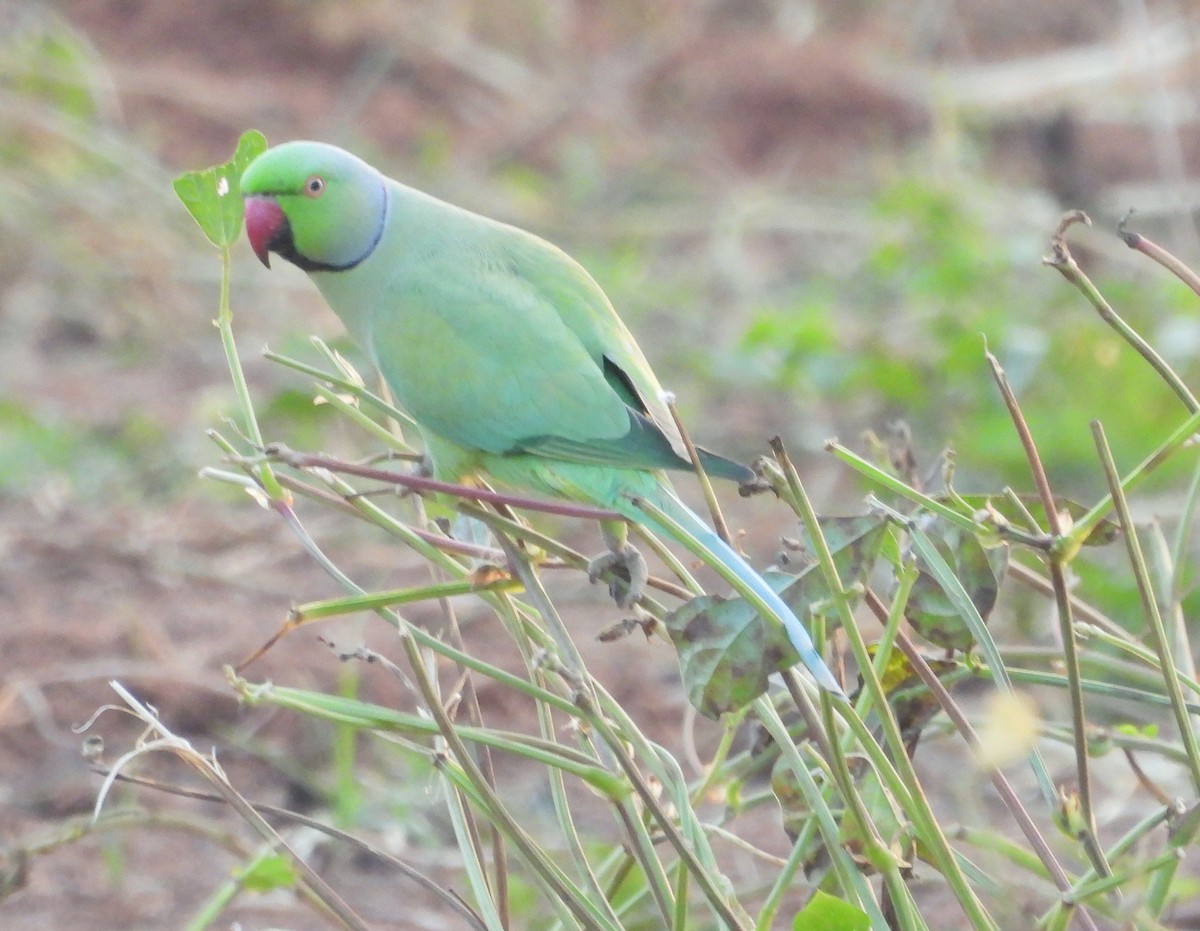 Rose-ringed Parakeet - ML507721821