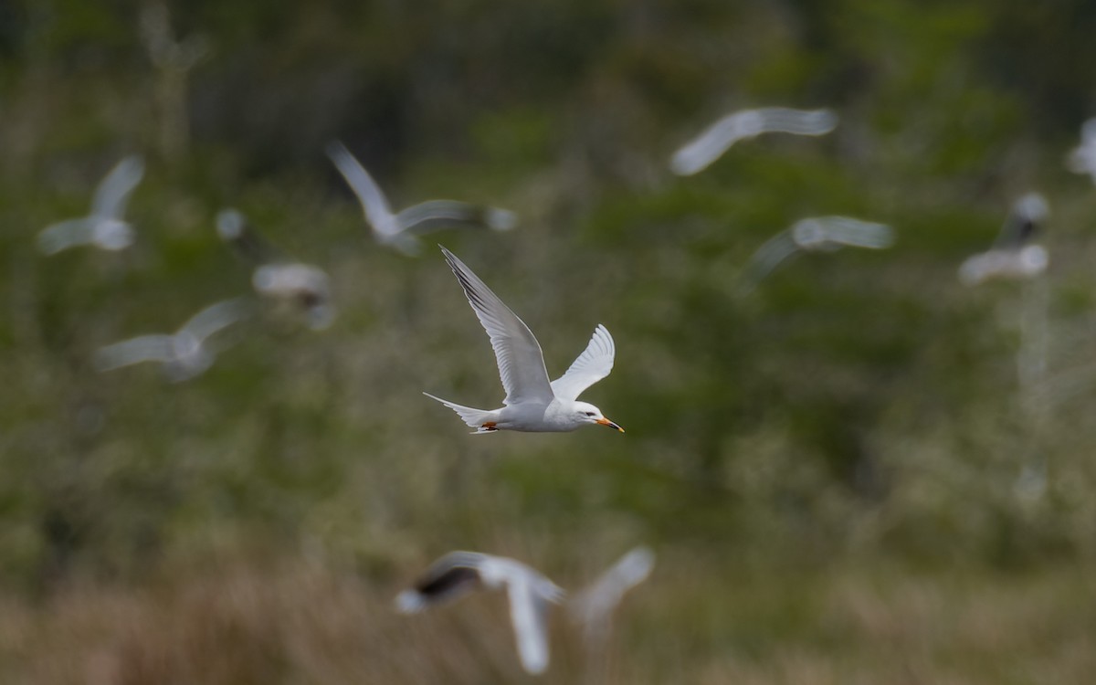 Snowy-crowned Tern - ML507722411