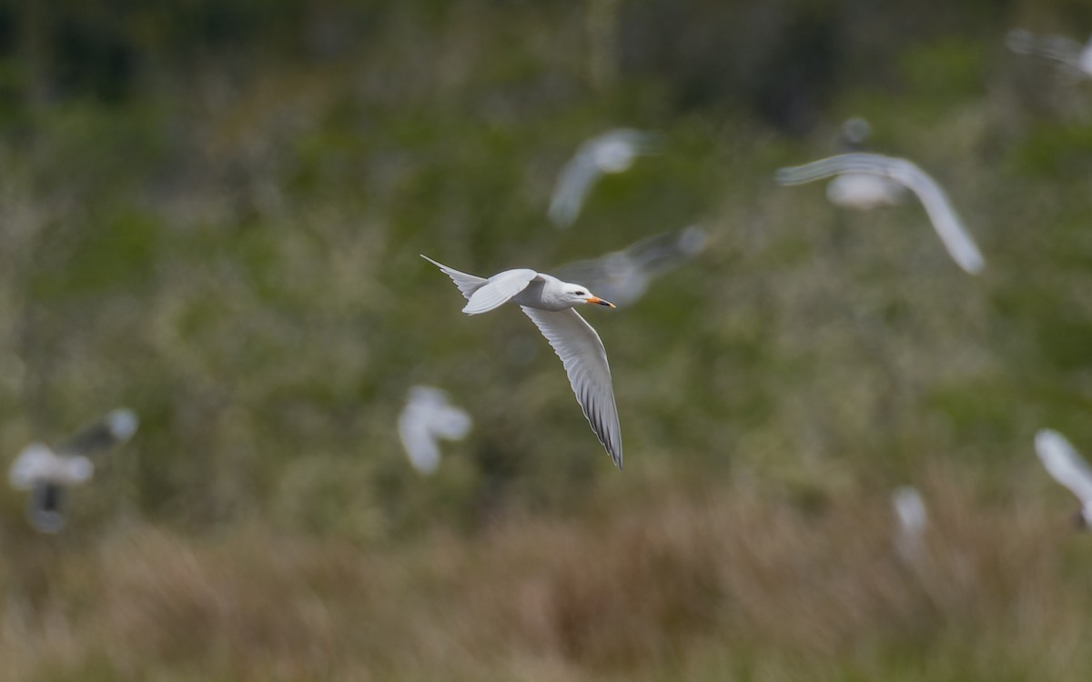 Snowy-crowned Tern - ML507722421