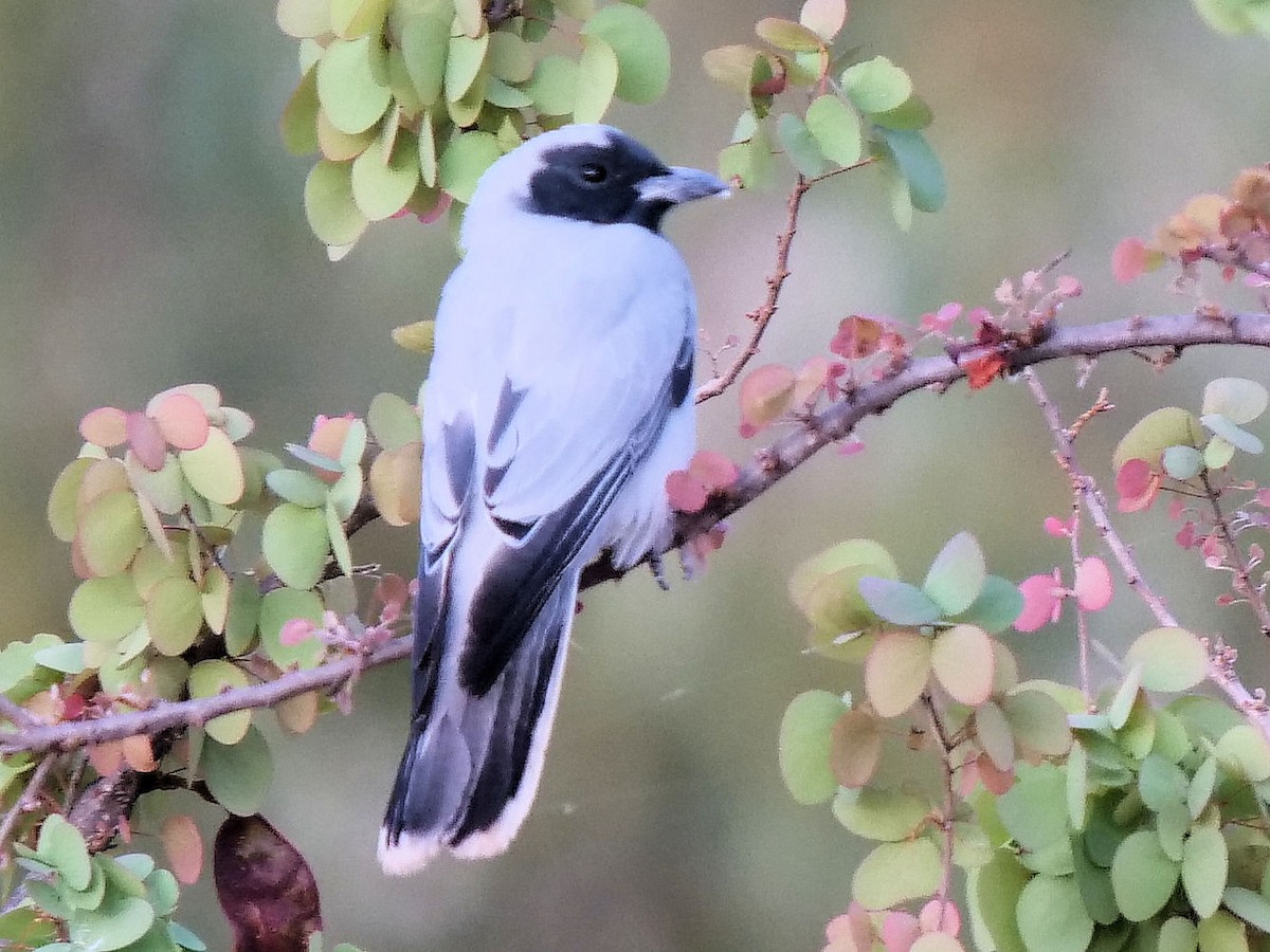 Black-faced Cuckooshrike - ML507722681