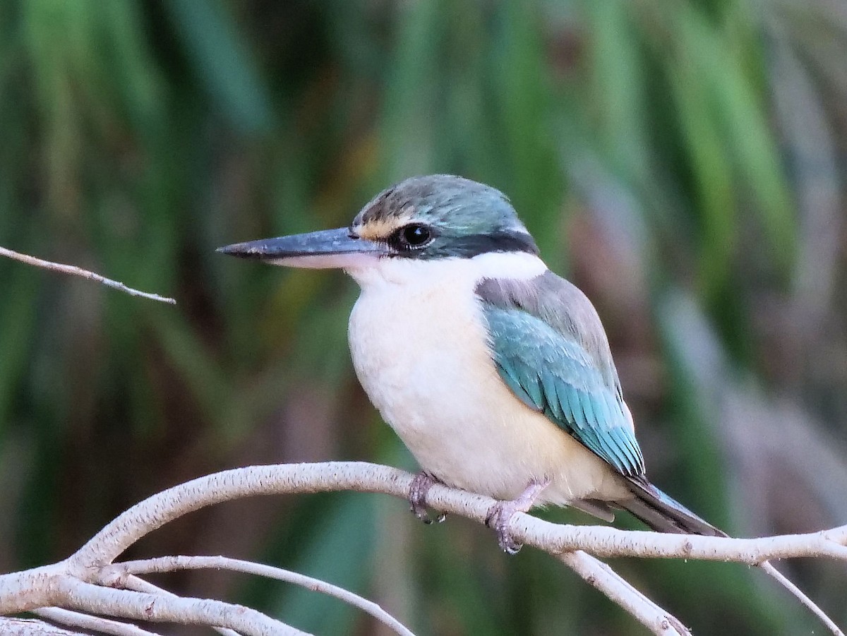 Sacred Kingfisher - ML507722821