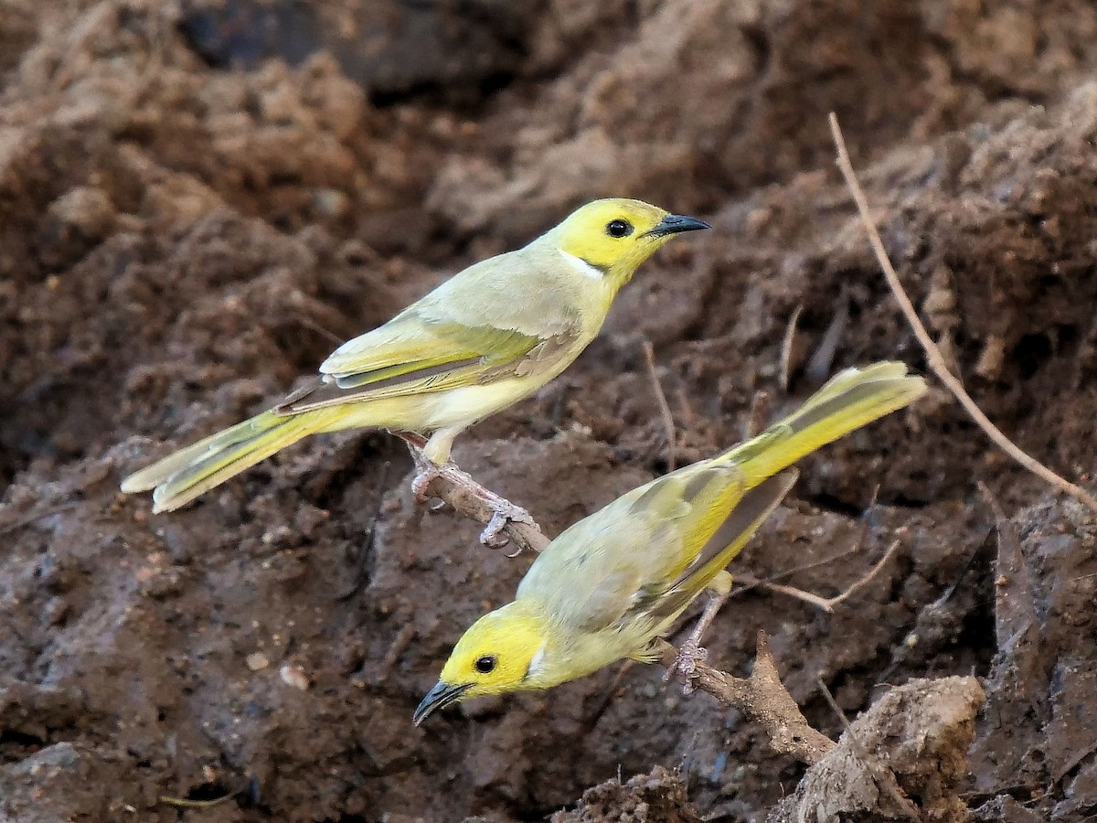 White-plumed Honeyeater - ML507723001