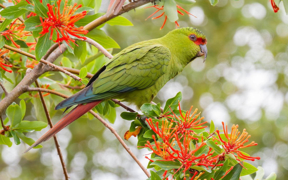 Slender-billed Parakeet - Peter Kennerley