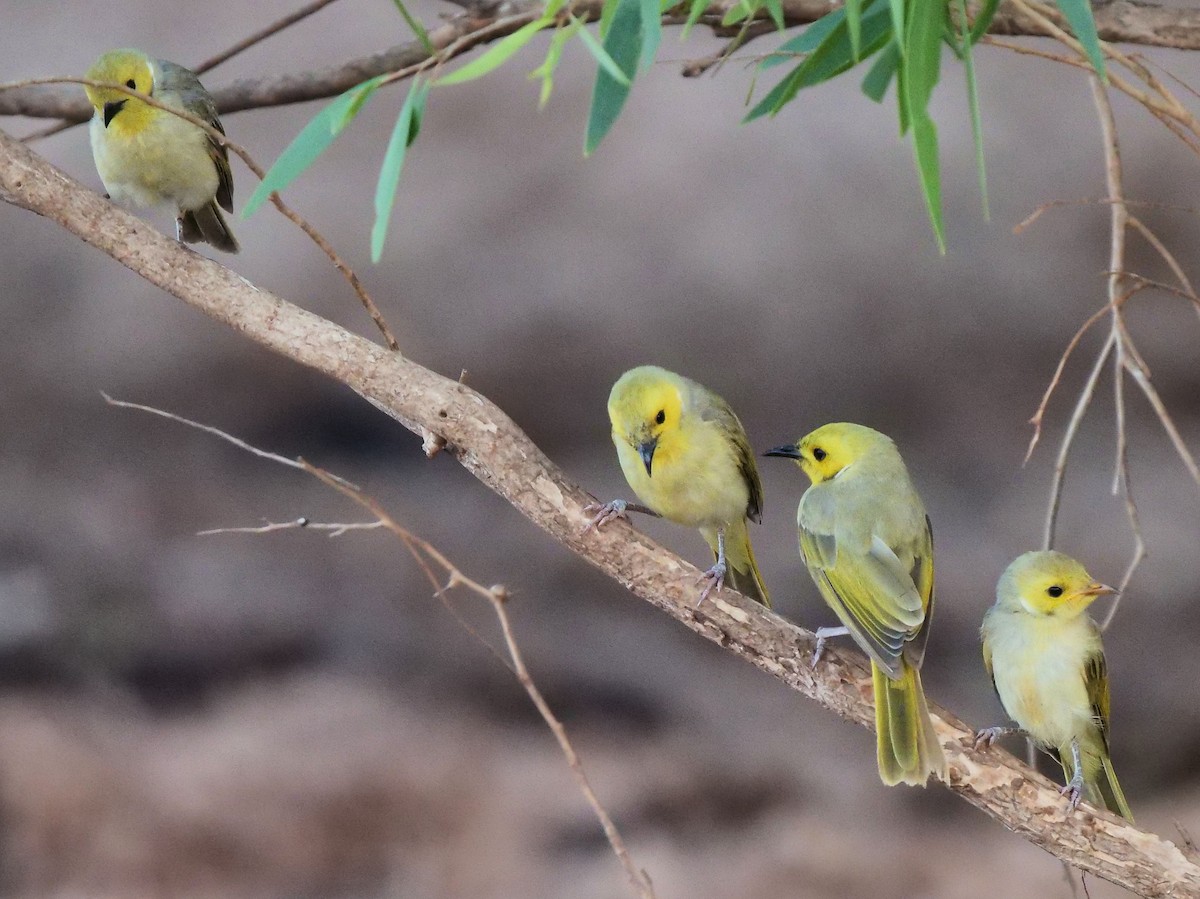 White-plumed Honeyeater - ML507723231