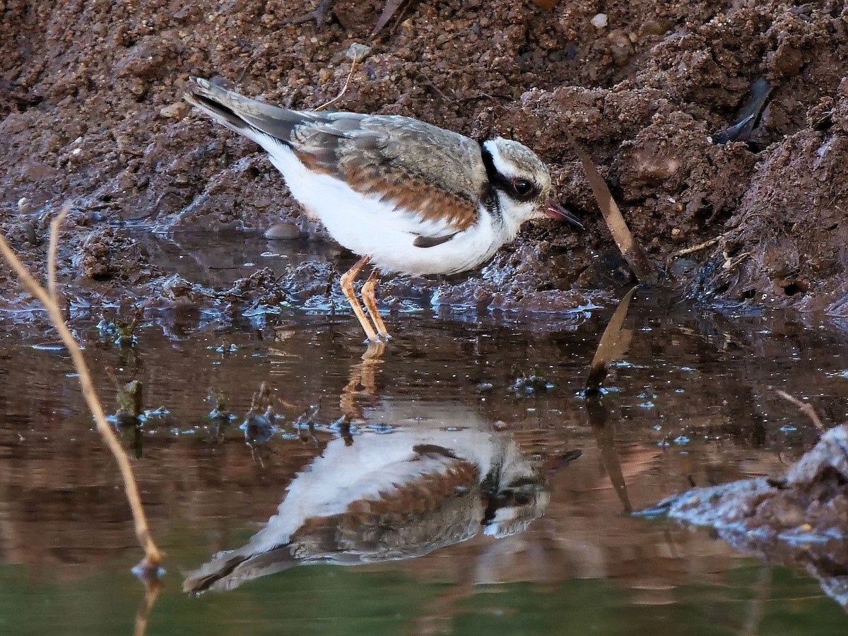 Black-fronted Dotterel - ML507723311