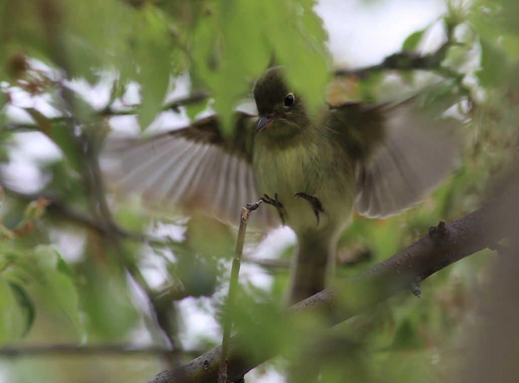 Yellow-bellied Flycatcher - ML507723341