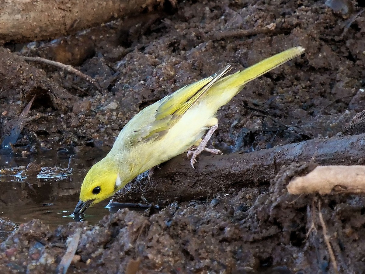 White-plumed Honeyeater - ML507723451