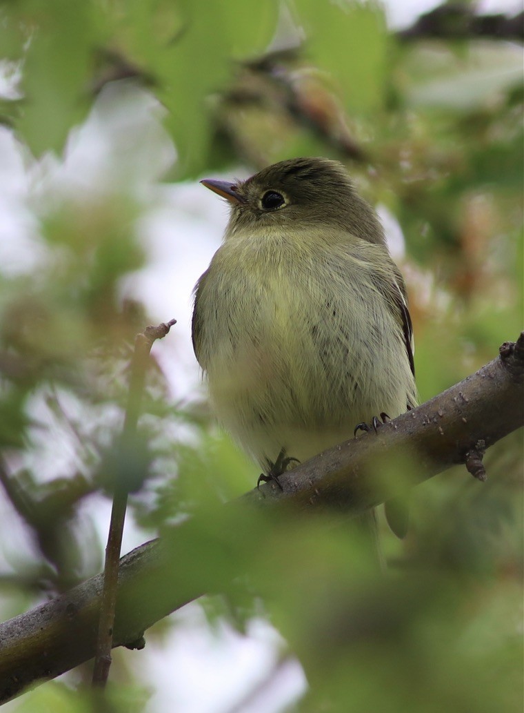 Yellow-bellied Flycatcher - ML507723511