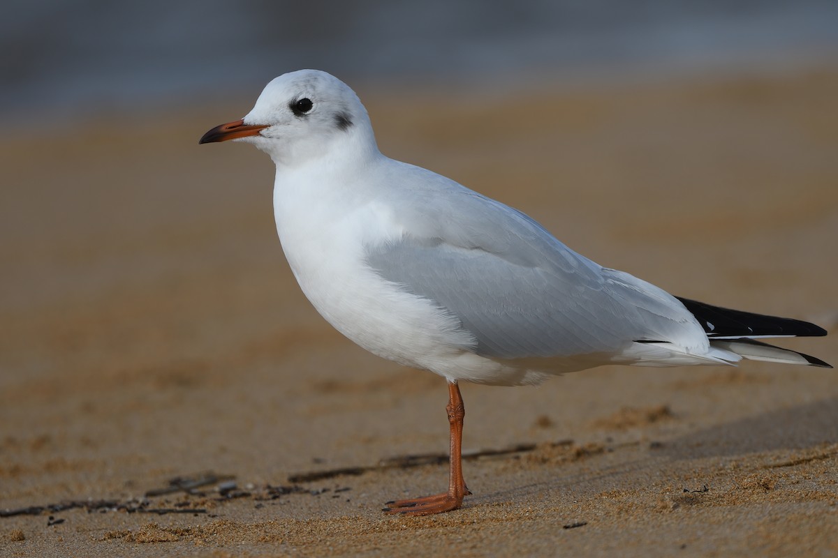 Black-headed Gull - ML507723551