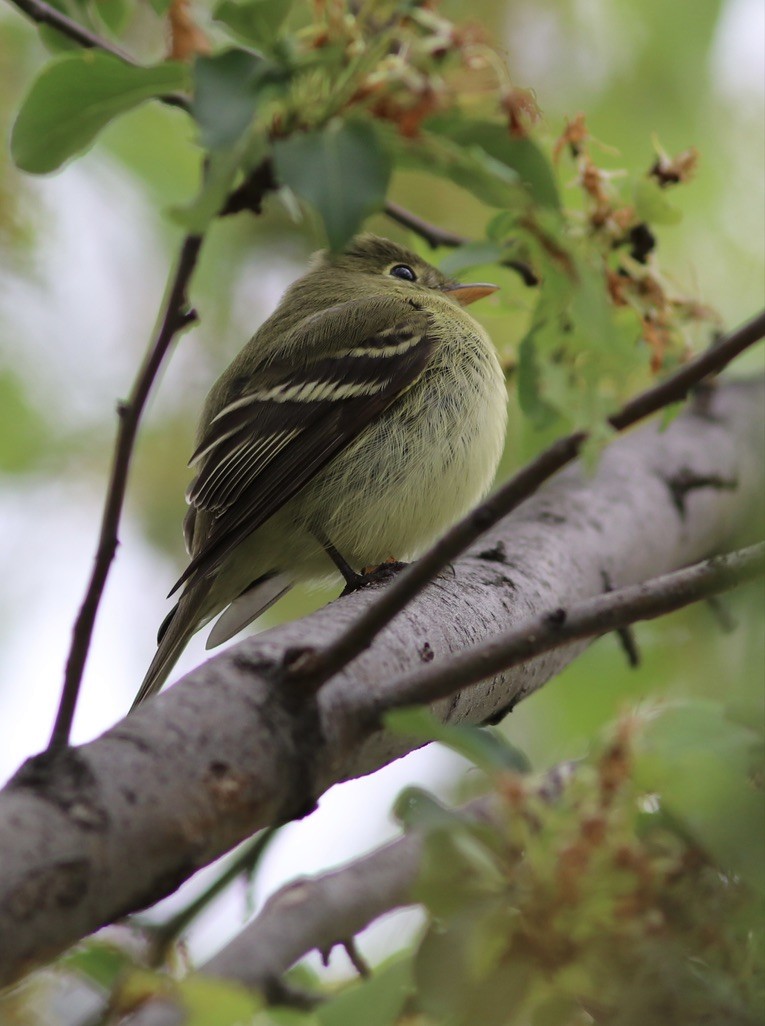 Yellow-bellied Flycatcher - ML507723581