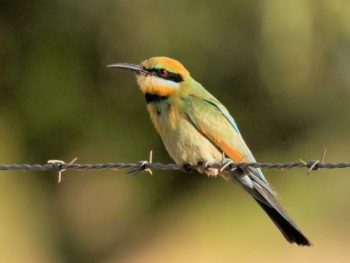 Rainbow Bee-eater - Peter Lowe