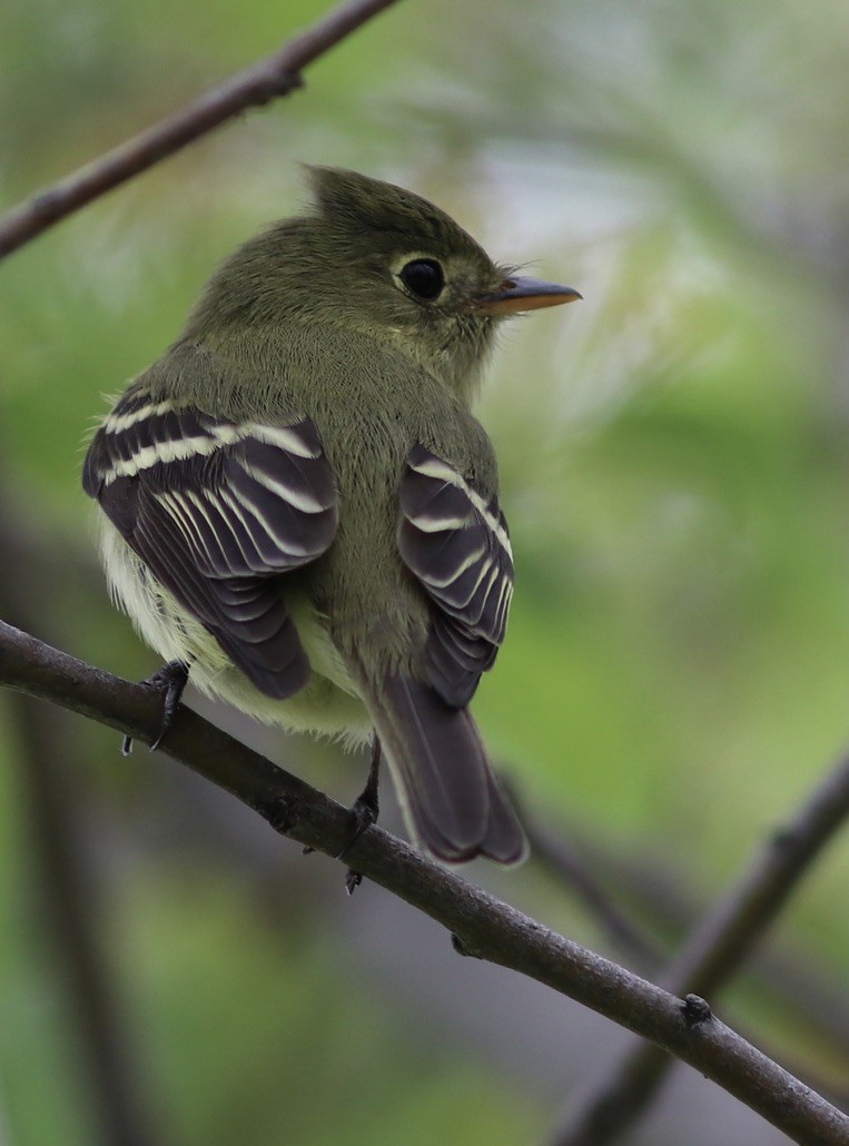 Yellow-bellied Flycatcher - ML507723711