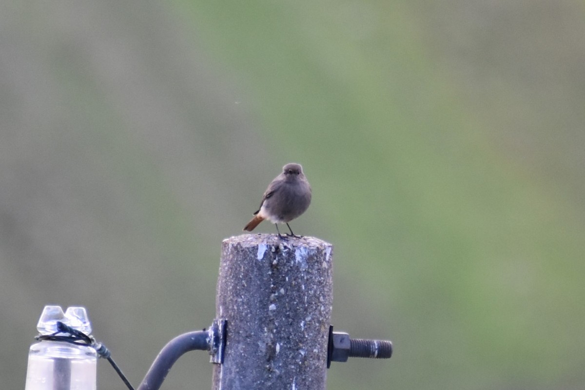 Black Redstart - ML507723721