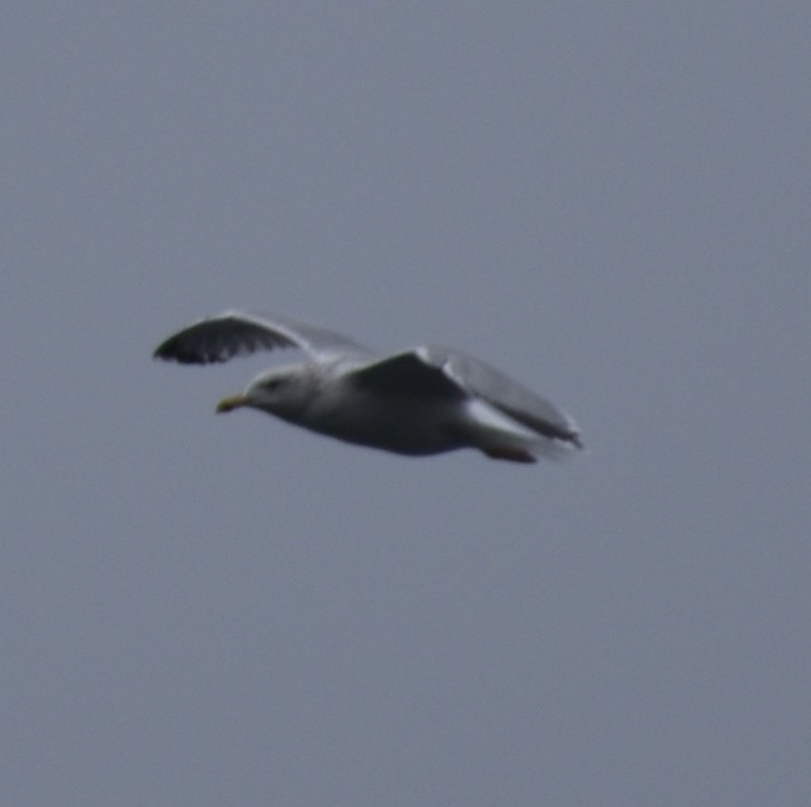 Herring Gull (European) - ML507724761