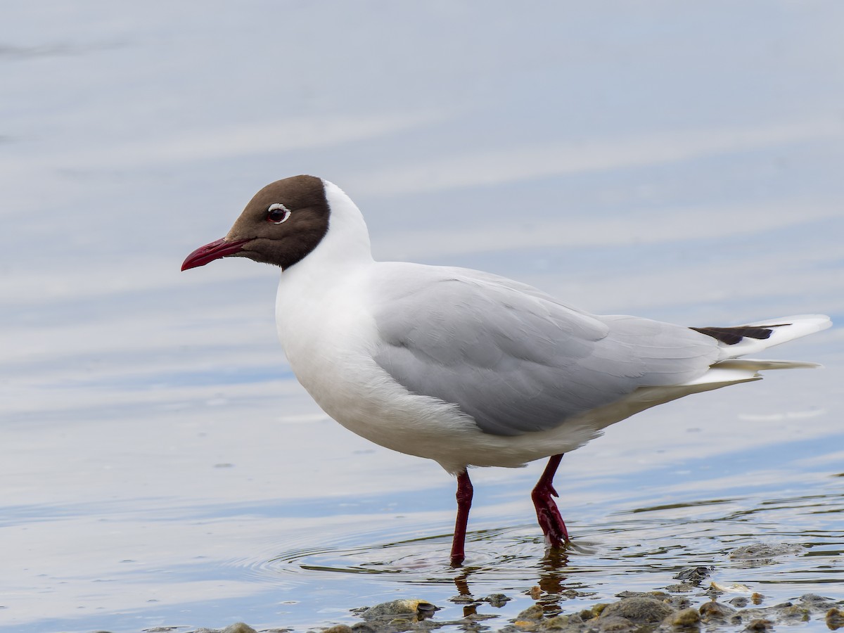 Brown-hooded Gull - Peter Kennerley