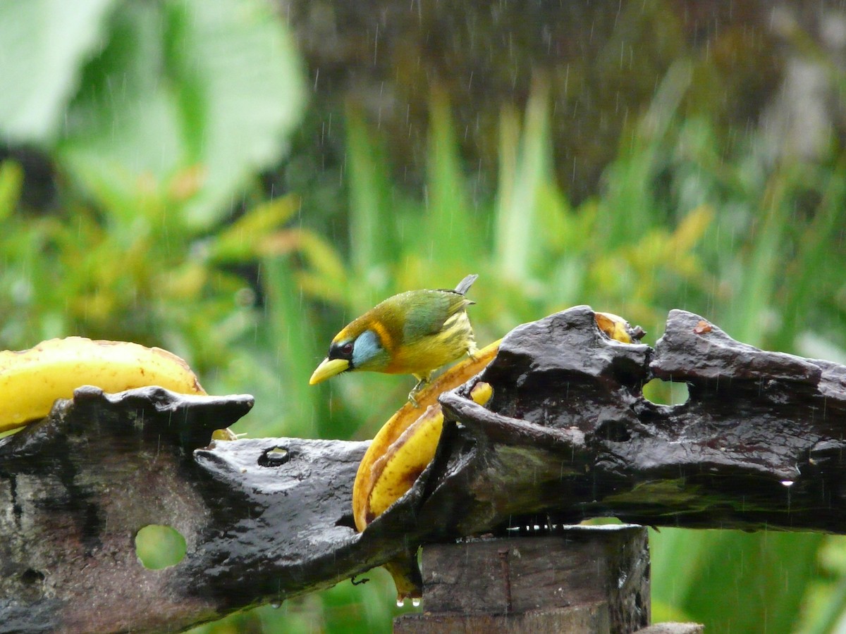 Red-headed Barbet - ML50772521