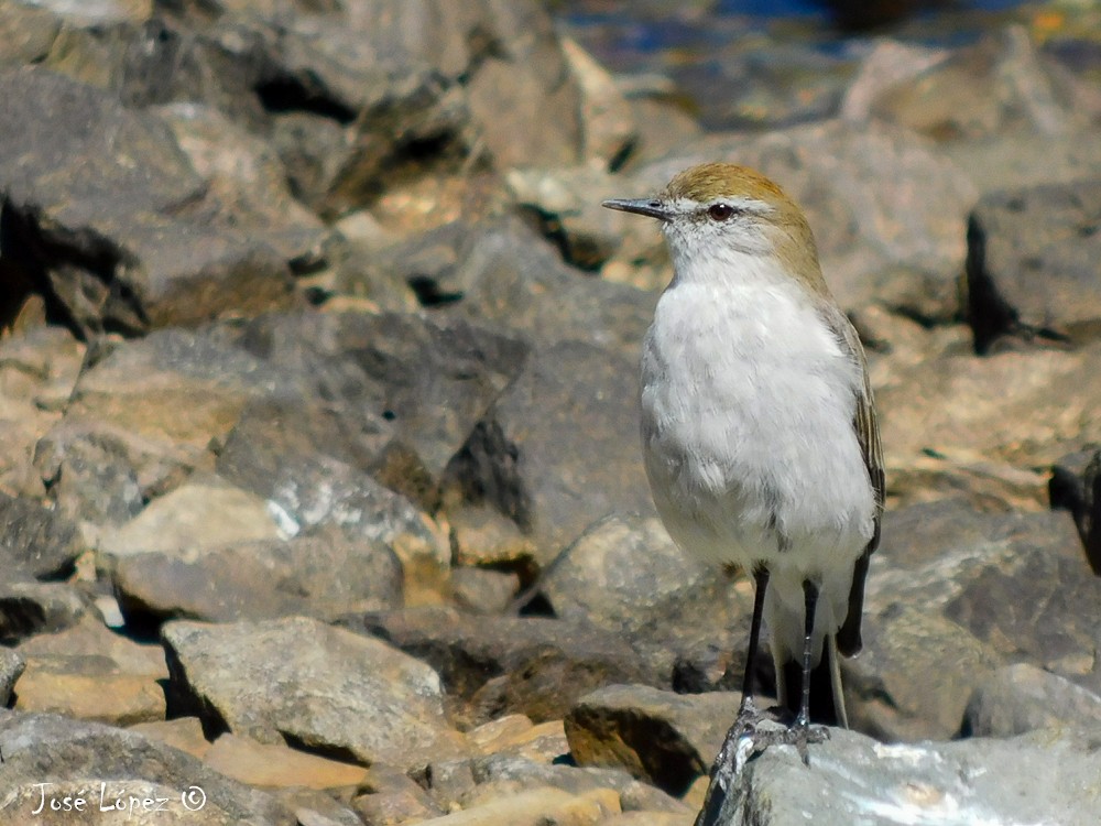 White-browed Ground-Tyrant - ML50772531