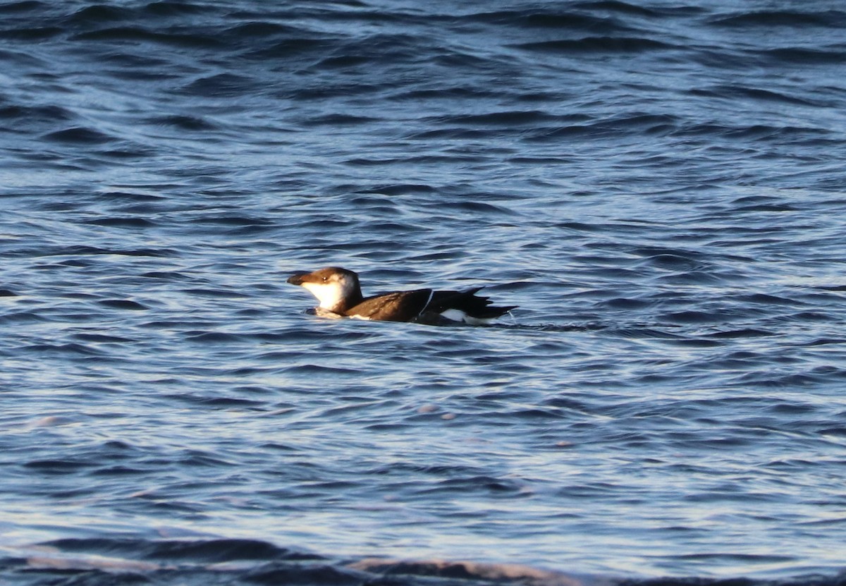 Razorbill - ML507725471