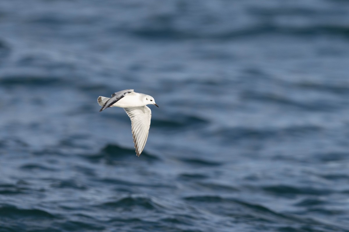 Mouette de Bonaparte - ML507725621