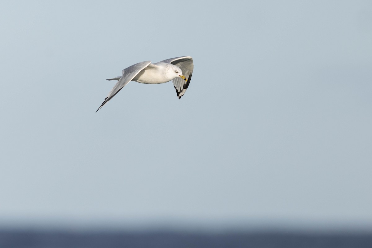 Ring-billed Gull - ML507725661