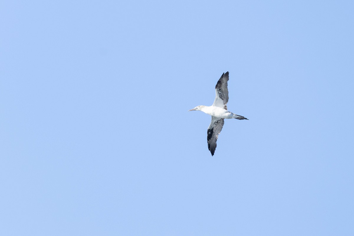 Northern Gannet - ML507725771