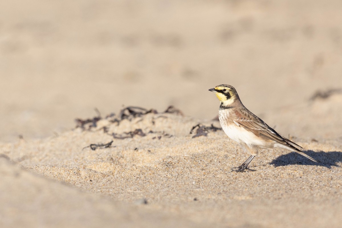 Horned Lark - ML507725811