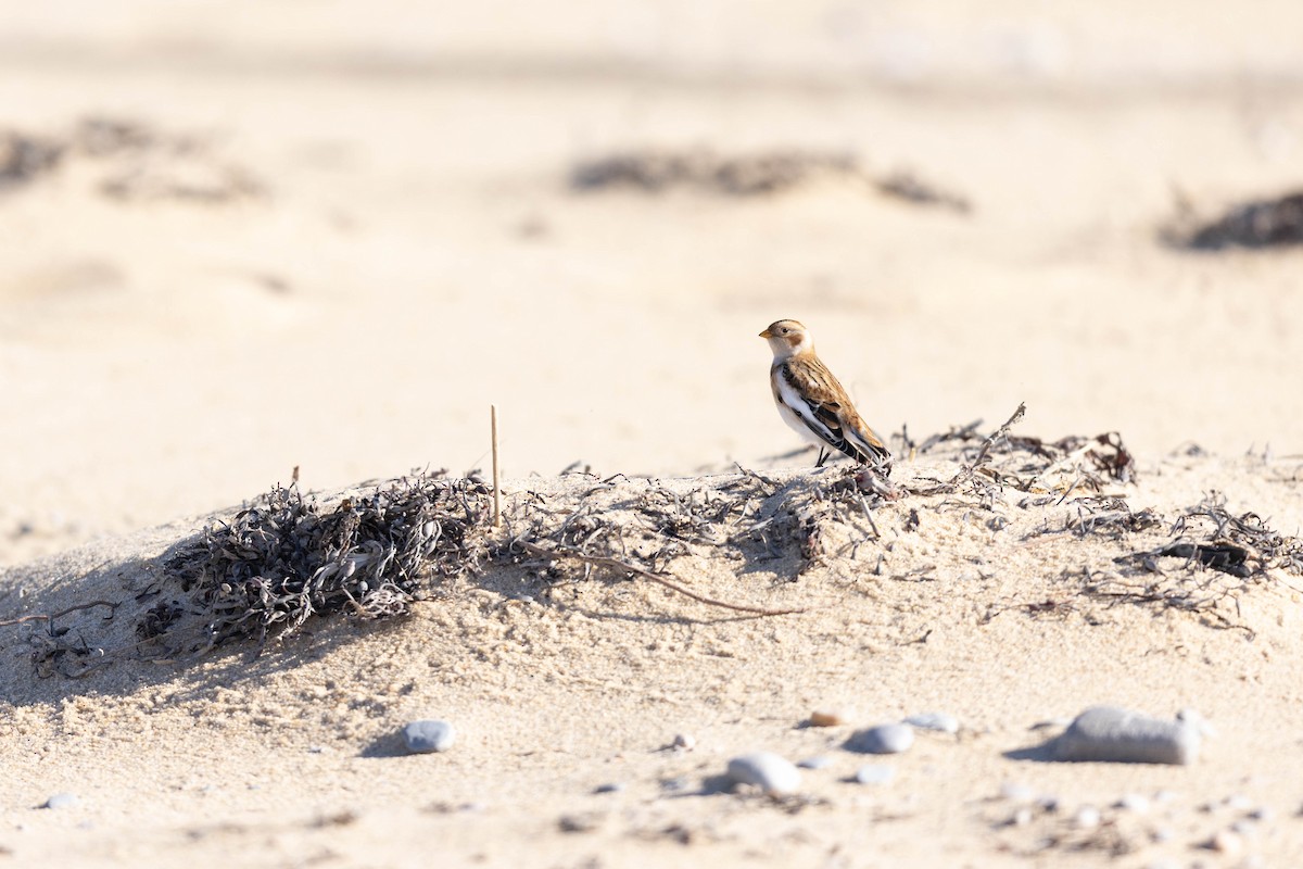 Snow Bunting - ML507725851