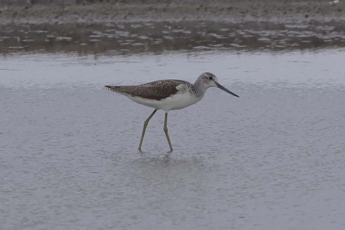 Common Greenshank - Fabio Olmos